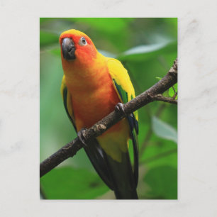 Carte Postale Sun Conure Bird