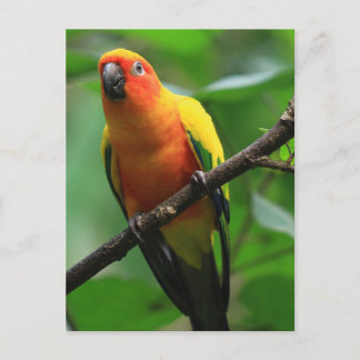 Carte Postale Sun Conure Bird