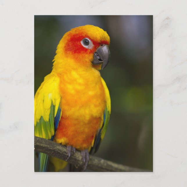 Carte postale Sun Conure Parrot (Devant)