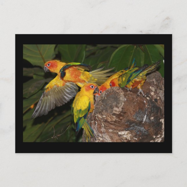 Carte Postale Sun Conures (Devant)