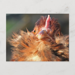 Carte postale Sun Derperella du soir