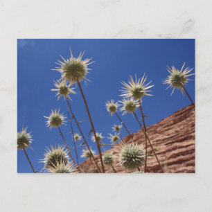 Carte postale Sun Thistle