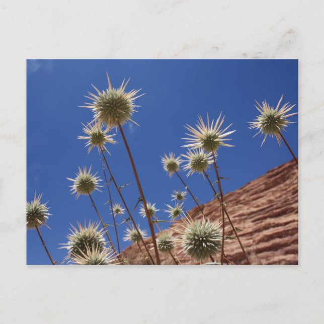 Carte postale Sun Thistle (Devant)