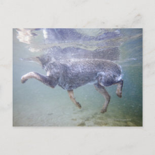 Carte Postale Sun Valley, Idaho, États-Unis.