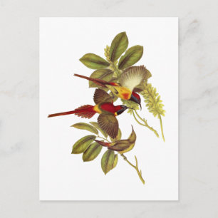 Carte Postale Sunbird à queue de feu