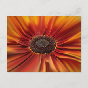 Carte Postale Sunburst
