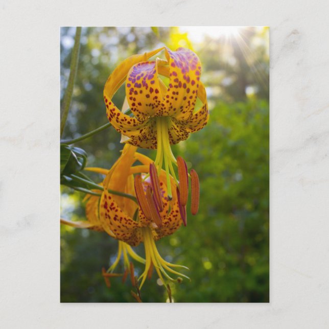 Carte Postale Sunburst de Humboldt Lilies (Devant)