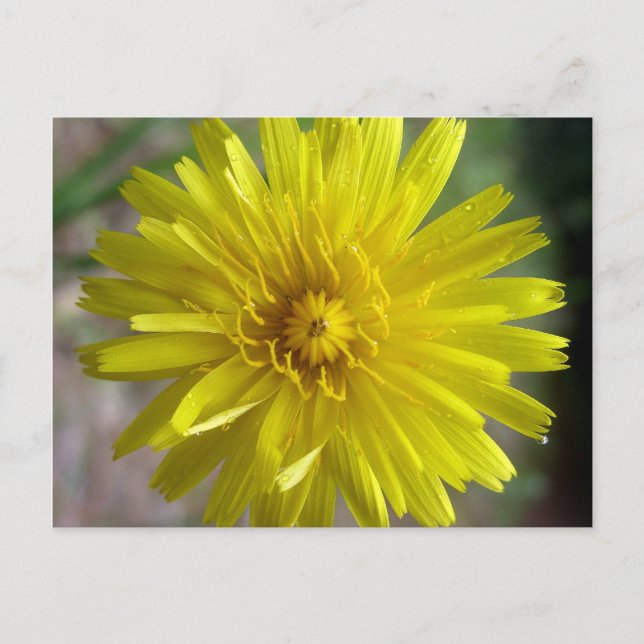 Carte Postale Sunburst Dew (Devant)