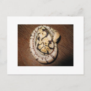 Carte Postale Sundin Ball Pythons