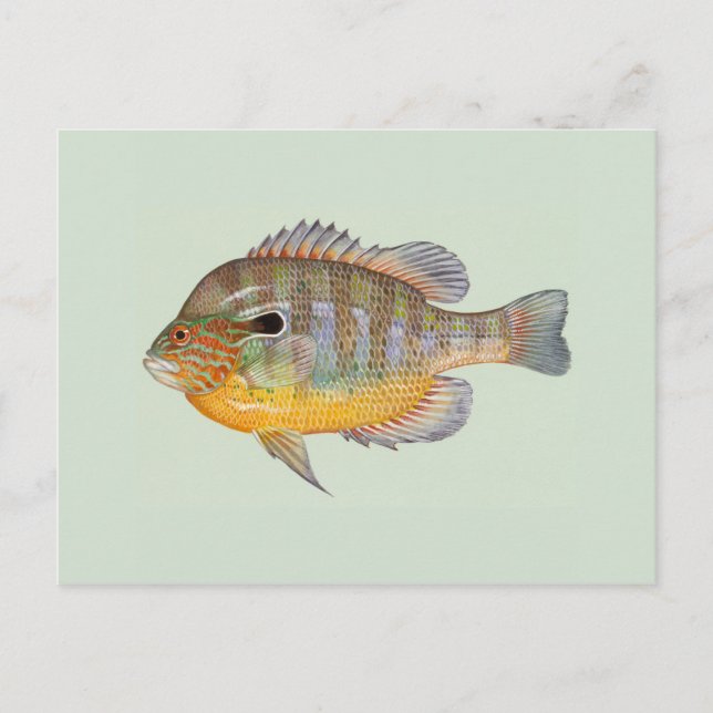 Carte Postale Sunfish par Duane Raver (Devant)