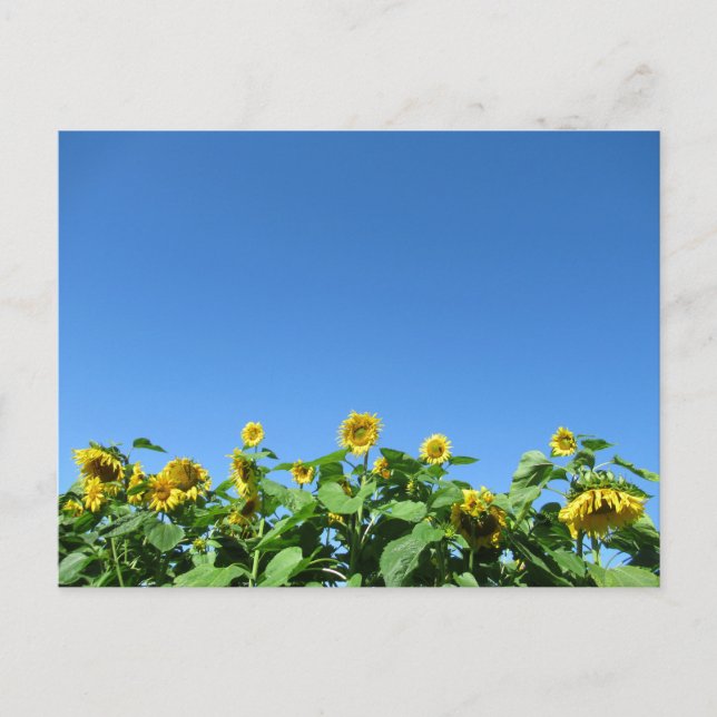 Carte Postale Sunfleurs d'été (Devant)