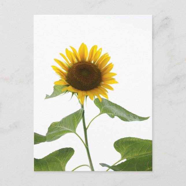 Carte postale Sunflower (Devant)
