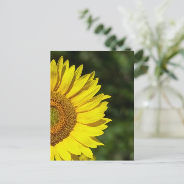 Carte postale Sunflower (Debout devant)