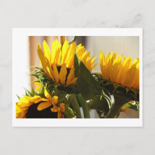 Carte postale Sunflower