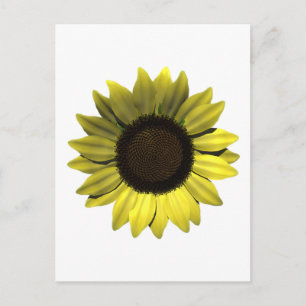 Carte postale Sunflower