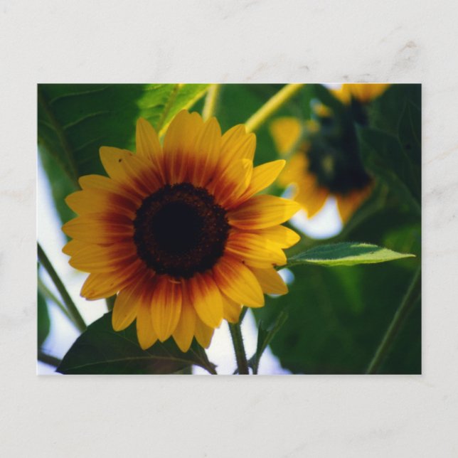Carte postale Sunflower (Devant)