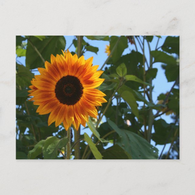 Carte postale Sunflower (Devant)