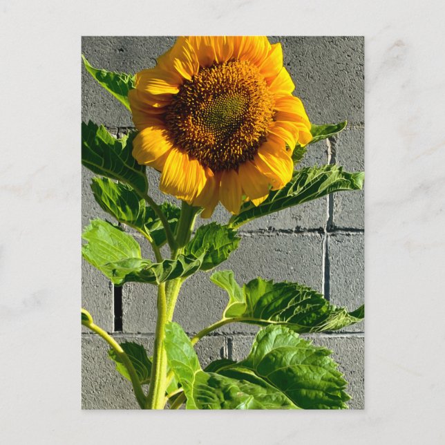 Carte postale Sunflower (Devant)