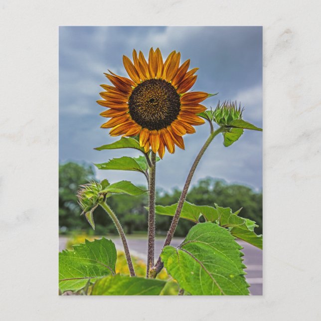 Carte postale Sunflower (Devant)
