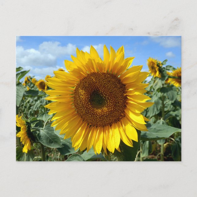 Carte postale Sunflower (Devant)