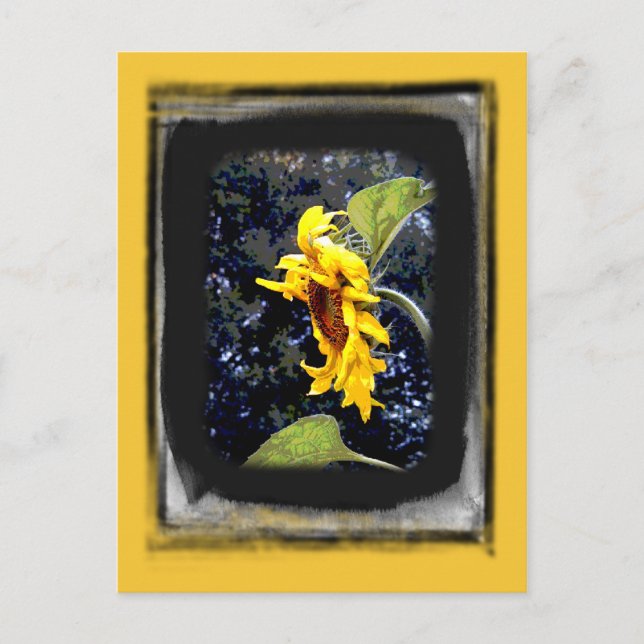 Carte postale Sunflower 1 (Devant)