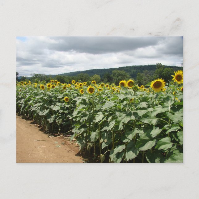 Carte Postale Sunflower Farm New Jersey (Devant)
