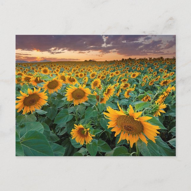 Carte Postale Sunflower Field à Longmont, Colorado (Devant)