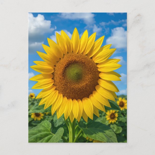 CARTE POSTALE SUNFLOWER FIELD POSTCARD (Devant)