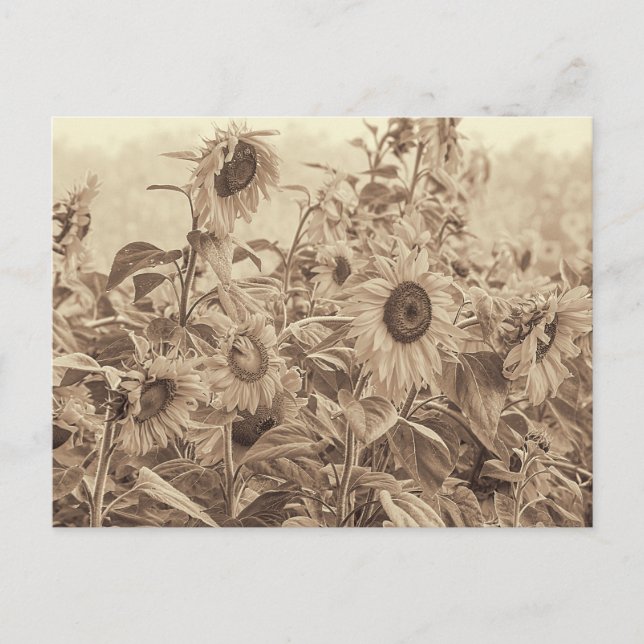 Carte Postale Sunflower Field Vintage Sepia Tons Art (Devant)