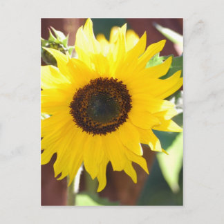 Carte Postale Sunflower in Full Bloom