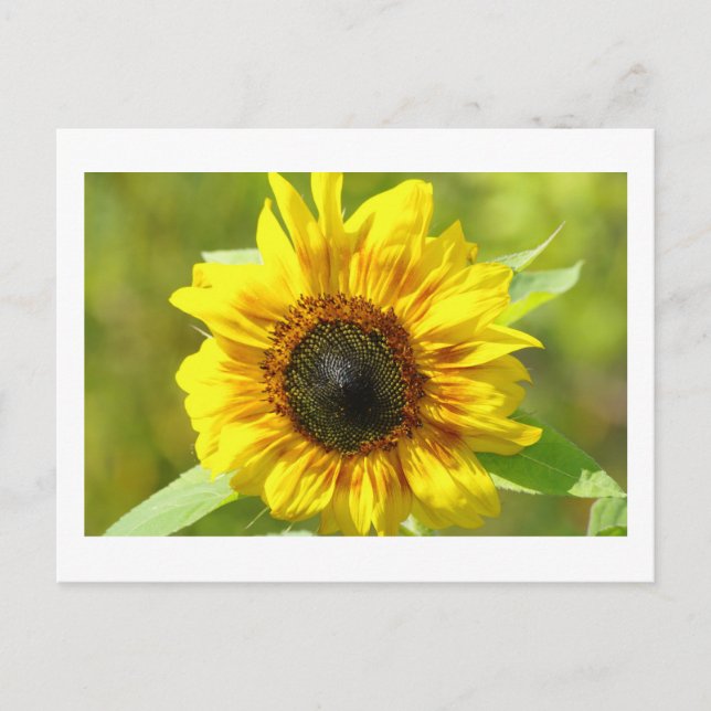 Carte postale Sunflower jaune (Devant)