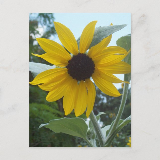 Carte postale Sunflower mexicaine (Devant)