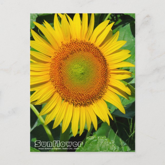 Carte Postale Sunflower ：Postcard (Devant)