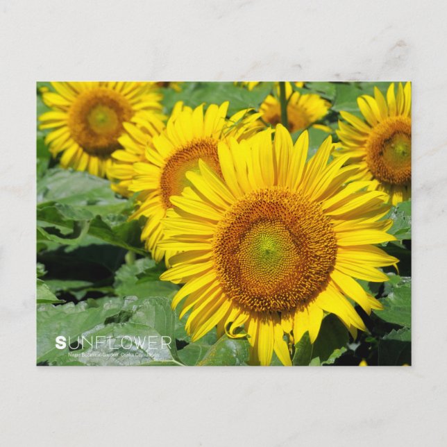 Carte Postale Sunflower ：Postcard (Devant)