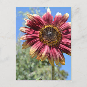 Carte postale Sunflower rouge