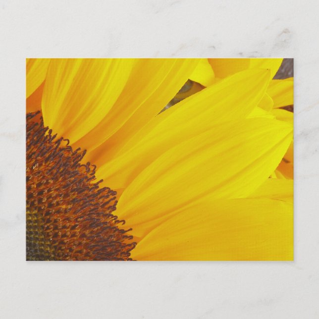 Carte postale Sunflower Sun (Devant)
