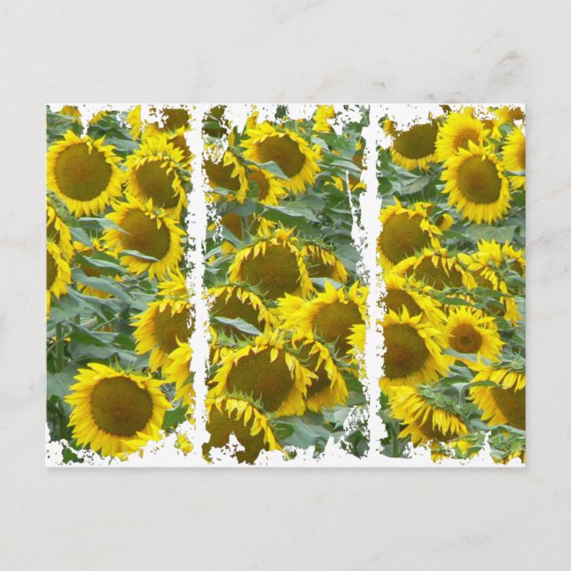 Carte Postale Sunflowers ! (Devant)