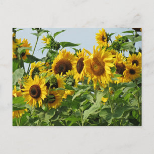 Carte Postale Sunflowers