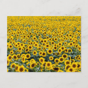 CARTE POSTALE SUNFLOWERS
