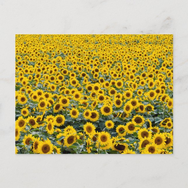 CARTE POSTALE SUNFLOWERS (Devant)