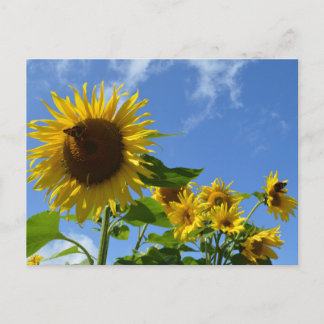 Carte Postale Sunflowers & Butterflies