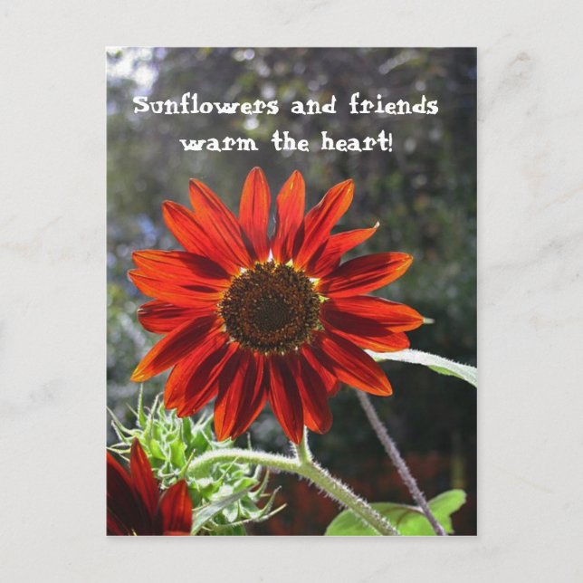 Carte Postale Sunflowers & Friends ! (Devant)