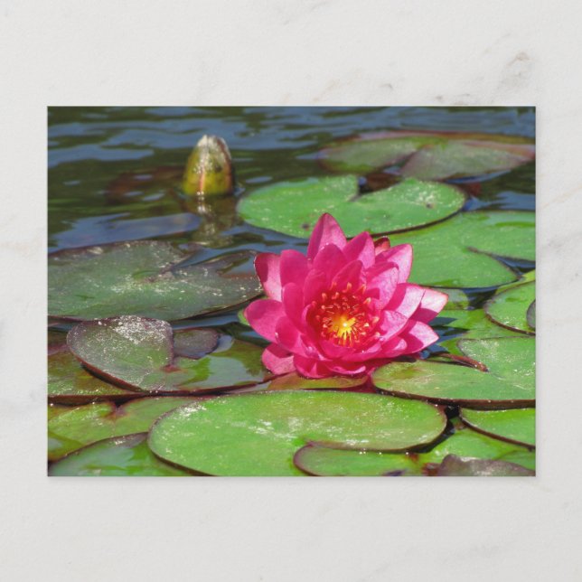 Carte Postale Sunken Gardens nénuphar rose 10 (Devant)