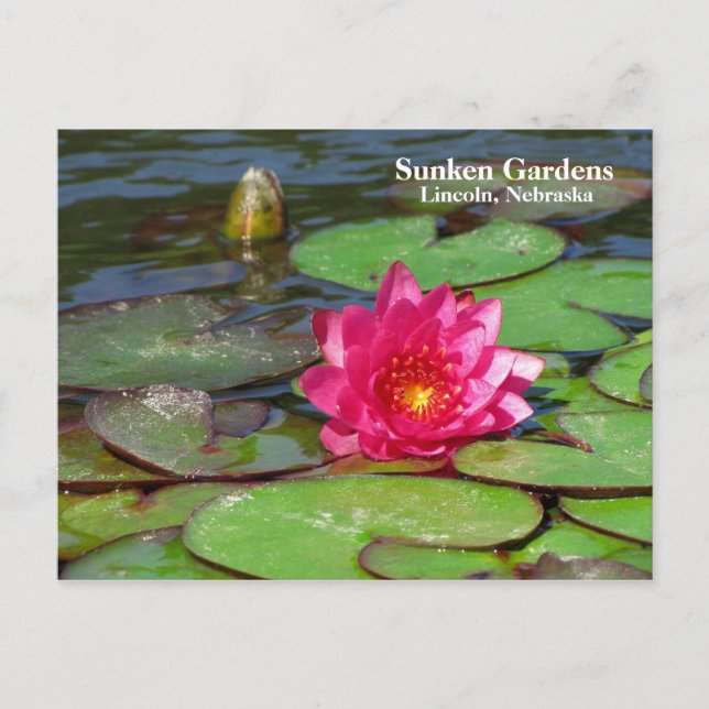 Carte Postale Sunken Gardens nénuphar rose #91 00919191 (Devant)