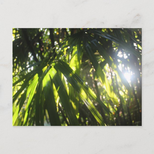 Carte Postale Sunlight (Devant)