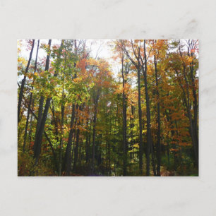 Carte Postale Sunlit Fall Forest Paysage d'automne
