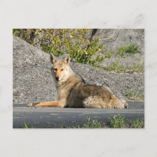 Carte Postale Sunning Coyote