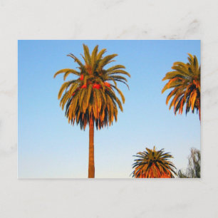 Carte postale Sunny California Palm Trees