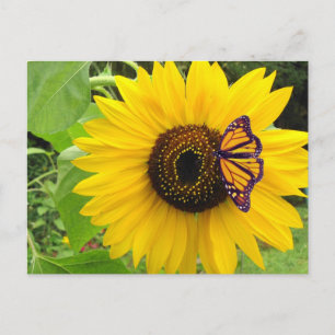 Carte Postale Sunny Summer Postcard