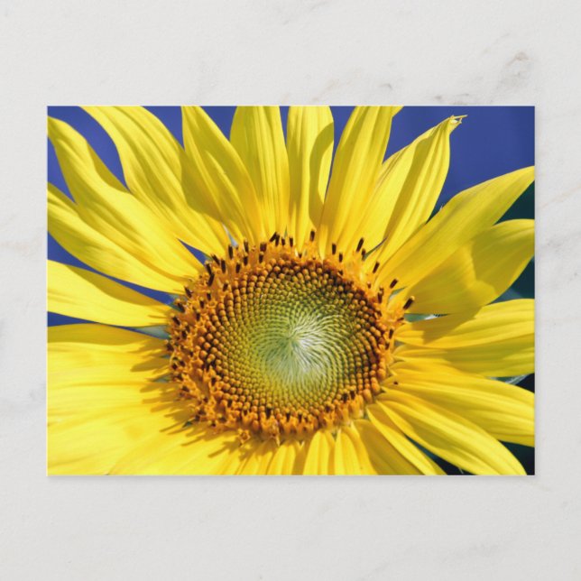 Carte postale Sunny Sunflower (Devant)